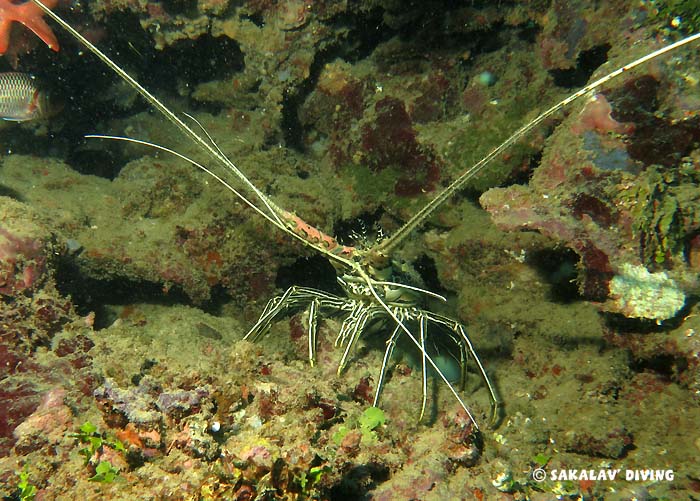 Marine biology diving in Nosy Be Madagascar